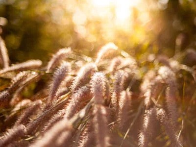 La hierba seca no huele a&nbsp;alcohol